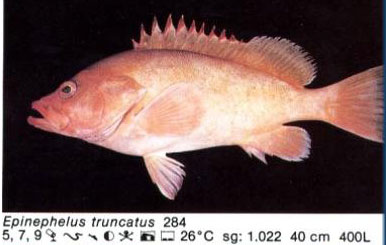 Epinephelus truncatus